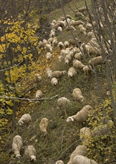 Sheep flock in glade amongst trees in autumn Sheep flock in glade amongst trees in autumn