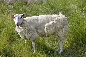 Farm Animals Photography Prints: Sheep with long wool
