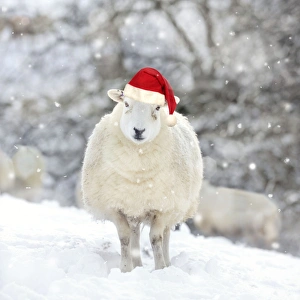 Sheep - Texel ewe in snow wearing Christmas hat Sheep - Texel ewe in snow wearing Christmas hat