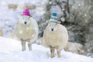 Sheep - Texel ewes in snow wearing woolly hats Sheep - Texel ewes in snow wearing woolly hats