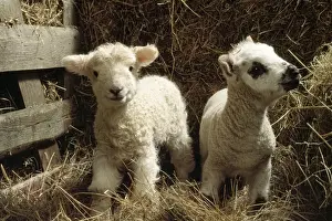 Personal Display Artwork Prints: Sheep - x2 lamds
