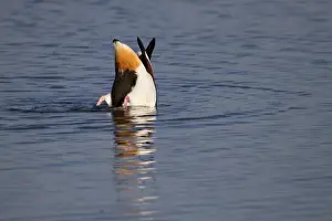 Avian Wildlife Prints: Shelduck - upending - Cornwall - UK
