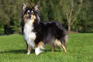 Long Haired Dogs Prints: Sheltie