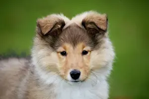 Long Haired Dog Breeds Prints: Sheltie pup
