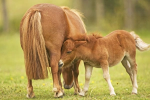 Shetland Pony - adult with foal Shetland Pony - adult with foal