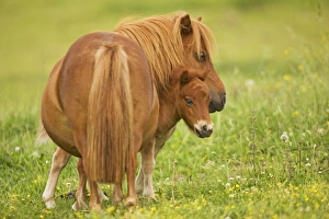 Shetland Pony - adult with foal in field Shetland Pony - adult with foal in field