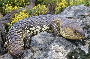 Australian Lizards Prints: Shingleback Lizard Australia