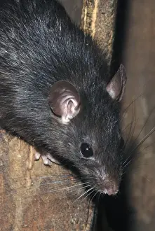 Rattus rattus Print