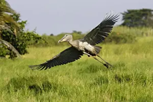 Prints of WAT-13081 Shoebill Zambia, Africa Balaeniceps rex M. Watson Please note that prints are for personal display purposes only and may not be reproduced in any way. Shoebill Prints: Shoebill Print: Balaeniceps rex, Zambia