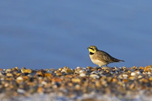 Shorelark - single adult resting on the shoreline Shorelark - single adult resting on the shoreline
