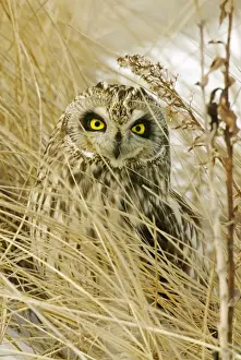 Short-eared Owl Print (Asio flammeus)