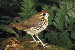 Wildlife Artwork For Sale Prints: Short-tailed Ant-thrush