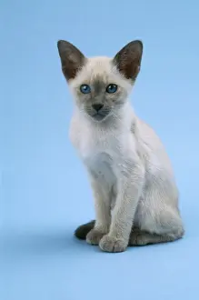 Personalized Home Decor Prints: Siamese Cat Kitten 10 weeks
