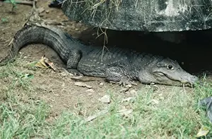 Exotic Pets For Sale Prints: Siamese Crocodile