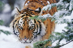 Siberian / Amur TIGER - close-up of face Siberian / Amur TIGER - close-up of face