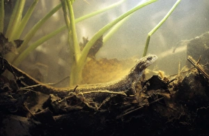 Siberian Salamander - Adult; rare but typical in mossy habitats and puddles of taiga forest floor near river Negustyah Siberian Salamander - Adult; rare but typical in mossy habitats and puddles of taiga forest floor near river Negustyah
