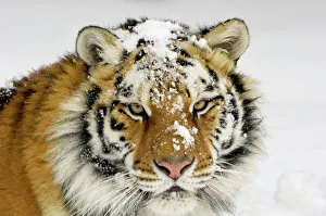 Siberian Tiger / Amur Tiger - in winter snow Siberian Tiger / Amur Tiger - in winter snow