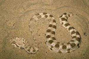 Sidewinder Rattlesnake Print WW-2579 Crotalus cerastes