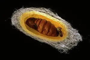 Images Dated 18th July 2011: Silk Moth Cocoon Cross Section Print