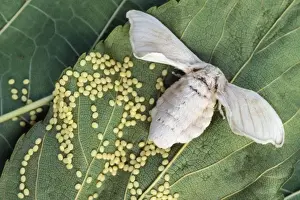 Lepidoptera Insects Prints: Silk Moth - laying eggs