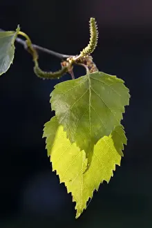 Betula Pendula Images Prints: Silver Birch leafs