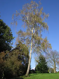 Forest Landscape Artwork Prints: Silver Birch Tree