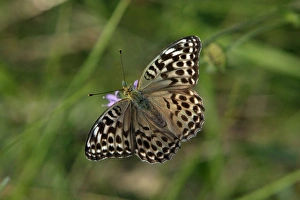 Silver-washed Fritillary Butterfly - Darker coloured variety, feeding on flower Silver-washed Fritillary Butterfly - Darker coloured variety, feeding on flower