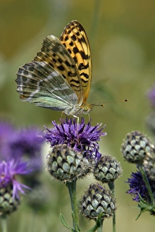 Silver-washed Fritillary Butterfly - feeding on Greater Knapweed flower Silver-washed Fritillary Butterfly - feeding on Greater Knapweed flower