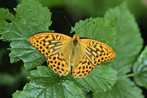 Silver-washed Fritillary Butterfly - with wings opened wide, sunning itself Silver-washed Fritillary Butterfly - with wings opened wide, sunning itself