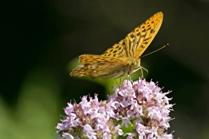 Silver-Washed Fritillary - Sitting on a pink flower gathering nectar Silver-Washed Fritillary - Sitting on a pink flower gathering nectar