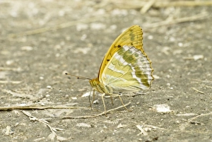 Silver-washed Fritillary - Taking minerals from ground Silver-washed Fritillary - Taking minerals from ground