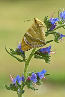 Silver-washed fritillary - Underside, resting on vipers bugloss Silver-washed fritillary - Underside, resting on vipers bugloss