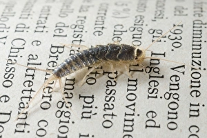Silverfish / Fish-moth / Carpet Shark / Paramite - on an old book Silverfish / Fish-moth / Carpet Shark / Paramite - on an old book