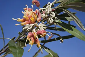 Western Australia Flora Prints: Silverleaf Grevillea On the Phillips Range, Gibb River Road, Kimberley, Western Australia