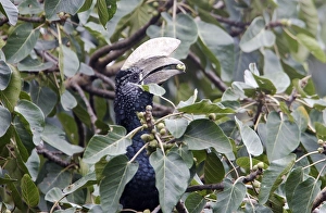 Silvery-cheeked Hornbill - eating Silvery-cheeked Hornbill - eating