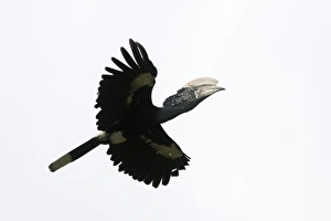 Silvery-cheeked Hornbill - in flight Silvery-cheeked Hornbill - in flight
