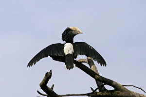Silvery-cheeked Hornbill - with wings spread Silvery-cheeked Hornbill - with wings spread