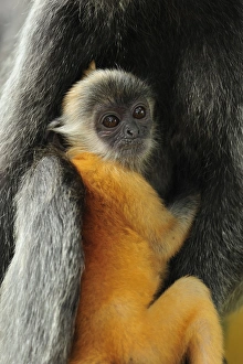 Silvery Lutung / Silvered Leaf Monkey / Silvery Langur - mother with baby - young are born with orange fur but this Silvery Lutung / Silvered Leaf Monkey / Silvery Langur - mother with baby - young are born with orange fur but this