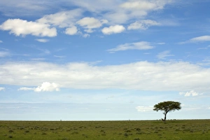 Single tree on the plains of Western Etosha Single tree on the plains of Western Etosha