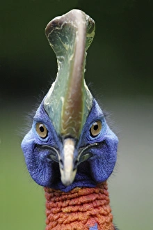Single Wattled Cassowary - portrait Single Wattled Cassowary - portrait