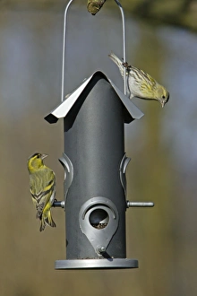 Siskin - 2 birds at feeder in garden Siskin - 2 birds at feeder in garden