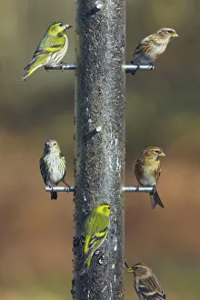 Siskins and Redpolls (Carduelis flammea) at Niger bird seed feeder Siskins and Redpolls (Carduelis flammea) at Niger bird seed feeder