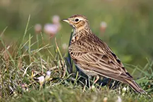 UK Birds Prints: Skylark - Cornwall - UK