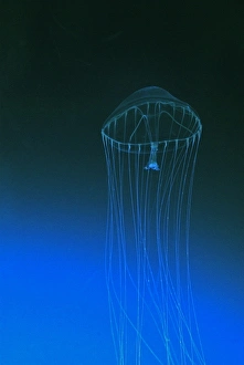 Slender Jellyfish, north Pacific Ocean Slender Jellyfish, north Pacific Ocean