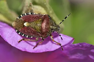 Dolycoris Baccarum Prints: Sloe / Hairy Shieldbug