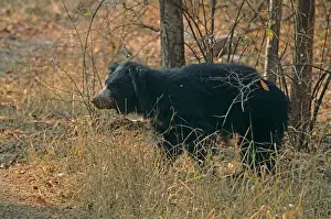 Sloth Prints: Sloth Bear with Termites Print, Ranthambhor National Park, India