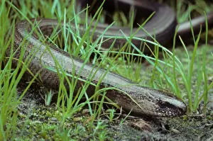 Anguis Fragilis Images Prints: Slow Worm in grass