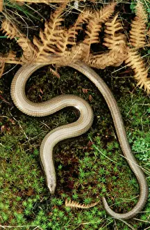 Slow Worm Legless Lizard Print, UK CAN-61