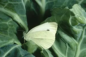 Cabbage White Butterfly Pictures Prints: Small Cabbage White Butterfly - On cabbage