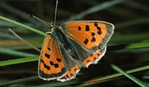 Lycaena Phlaeas Prints: Small Copper Butterfly